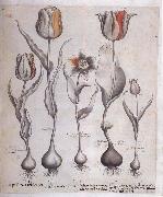 Basilius Besler Drawing for the Hortus Eystettensis oil on canvas